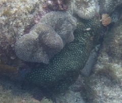 Zoanthus pulchellus