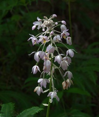 Spathoglottis pacifica