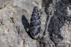 Chondrina kobeltoides