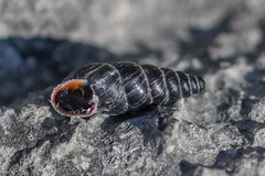Chondrina kobeltoides