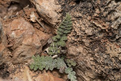 Cosentinia vellea