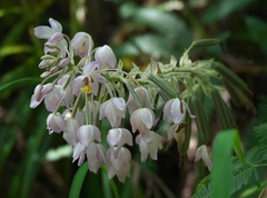 Spathoglottis pacifica