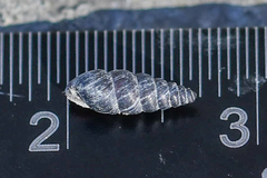 Chondrina kobeltoides