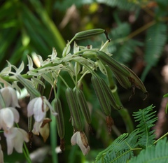 Spathoglottis pacifica