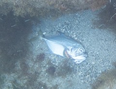 Caranx