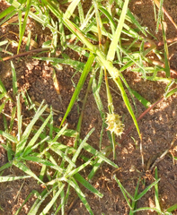 Cardionema ramosissimum