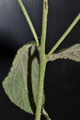 Vernonia alamanii