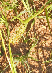 Cardionema ramosissimum