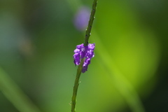 Stachytarpheta