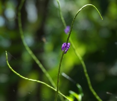 Stachytarpheta