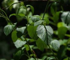 Stachytarpheta