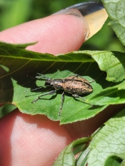 Naupactus versatilis