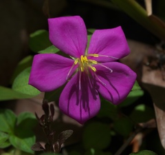 Angiospermae
