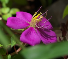 Angiospermae