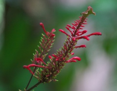 Odontonema