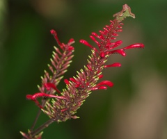Odontonema