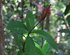 Odontonema
