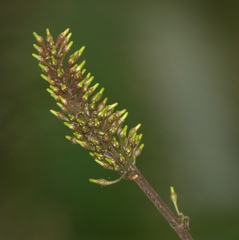 Odontonema