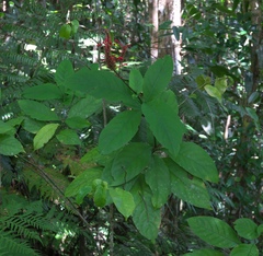 Odontonema