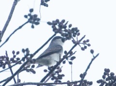 Tyrannus dominicensis