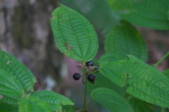 Angiospermae