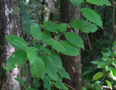 Angiospermae