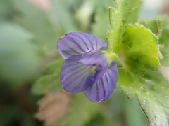Veronica persica