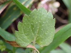 Veronica persica