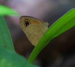 Ypthima sesara