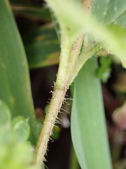 Veronica persica