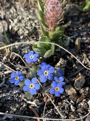 Eritrichium argenteum