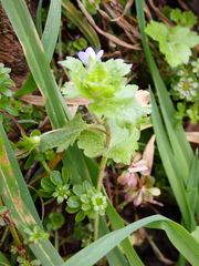 Veronica persica