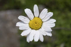 Anthemis