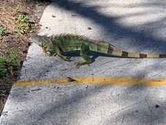 Iguana iguana