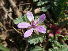 Erodium cicutarium