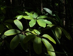 Angiospermae