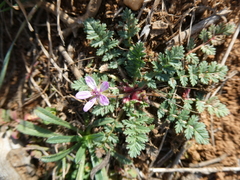 Erodium cicutarium