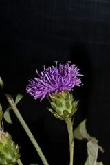 Vernonia alamanii