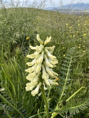 Astragalus pomonensis