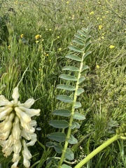 Astragalus pomonensis
