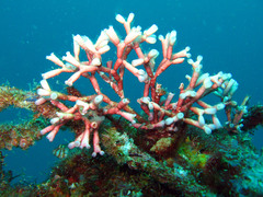 Amphiroa foliacea