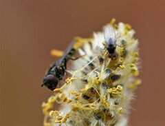 Platycheirus discimanus