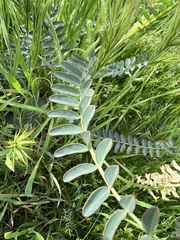 Astragalus pomonensis