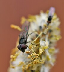 Platycheirus discimanus