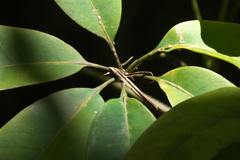 Angiospermae
