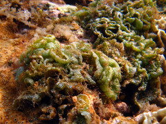 Dictyosphaeria versluysii