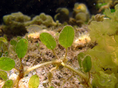 Halophila ovalis