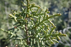Juniperus phoenicea