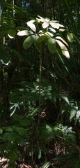 Angiospermae
