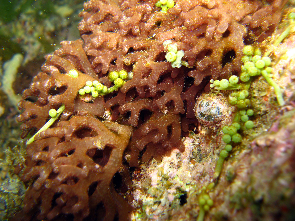 Gracilaria canaliculata
